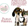 dog_cat_house60
