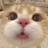 binggg_bonggg0