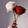 roro482843