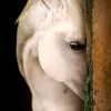 aabbddeell66