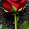 user8313052700720