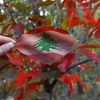 nesrin.seif