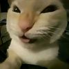 rinnexx_367