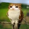 skibidi_chicken09