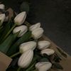 tulips2453