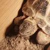 torterrifictoitoises