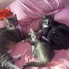 mowsinsmallbittles3
