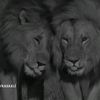 aslan0v.r