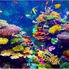 omarfishtank