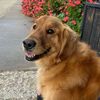thegoldenshilo