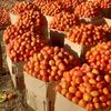 musa070371