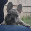 topdawg.frenchbul