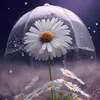 moon30441