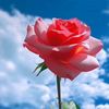 somi.sarker3