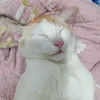 quachanhcutii_