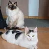 bailey.and.anton