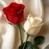 user90340581065344