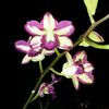 miksy.orchid