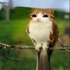 meowl.sakurada.mango