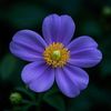 bloomarin