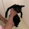 pillow_ss