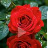 sayem6375