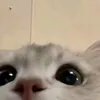 ajiieee1