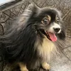 giba.luiz
