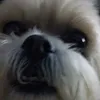 Irineu