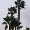 ali803879