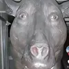 bigblackbeast4