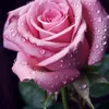 ali489003584