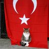 turkish.cat5