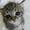 meow3xq5