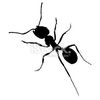 antblack.2