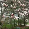 najma.boghossian5