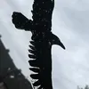 mustafayev_1113