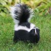 trustierskunk