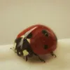 bug8004