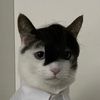 joseph_likes_cats