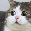 memecat.jumpscare