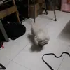 nghi.cute500