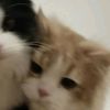 imut.mutmainah0