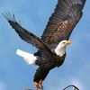 aigle.aigle18
