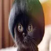 moleqla_uosi
