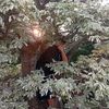 4lpinpart_02