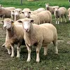 agyhalottfideszbi
