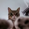 shhhmew2