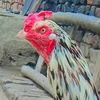 sunny___sotra47