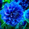 hanmi_1